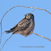 Story behind finding hawk owl No. 2