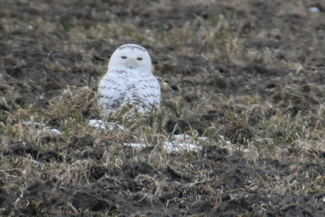 Absolutly beautiful Snowy Owl Dover township Ontario Canada