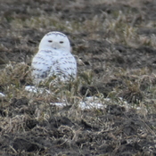 Absolutly beautiful Snowy Owl