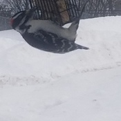 Woodpecker in front yard