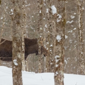 Calf moose