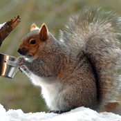 Early Maple Syrup for squirrel.