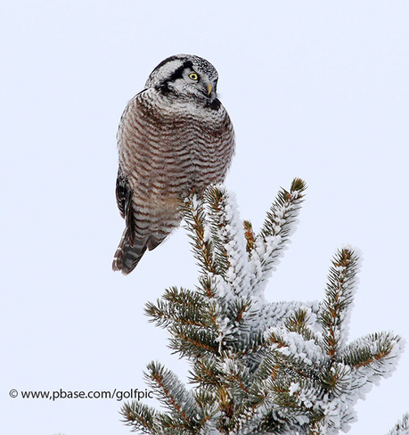 Owl on a frosty day Ottawa, ON