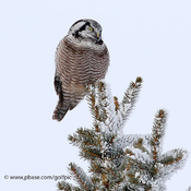 Owl on a frosty day