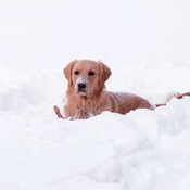 Tucker the winter retriever