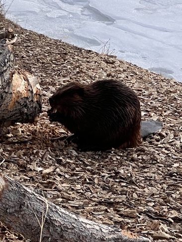 Beavers on the Bow Calgary, Alberta, CA