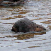 Beaver in North Saskatchewan River