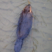 Beaver in North Saskatchewan River