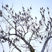 Tree of waxwings
