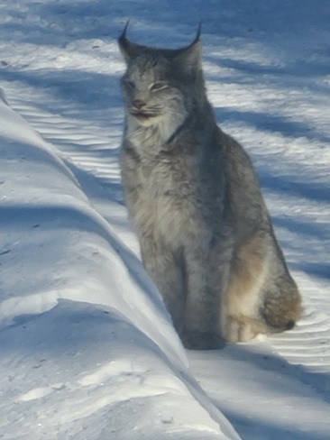Lynx North Bay, ON
