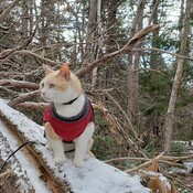 Cougar Kat dressed for Winter