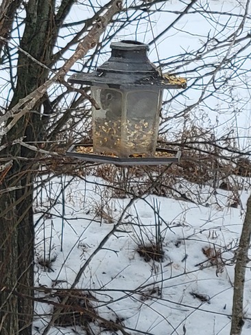 Squirrel munchin out on my bird seed Greely, ON