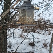 Squirrel munchin out on my bird seed