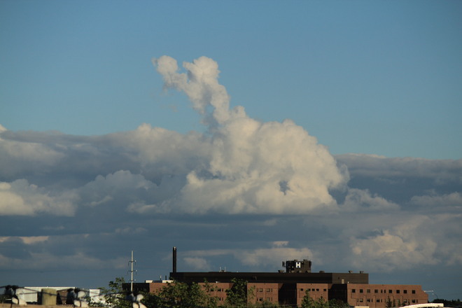 Dog in the clouds Winnipeg, MB