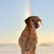 Sundog In Ice Crystal Filled Sky