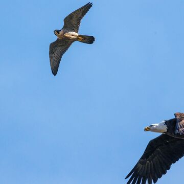 Peregrine Falcon and Bald Eagle