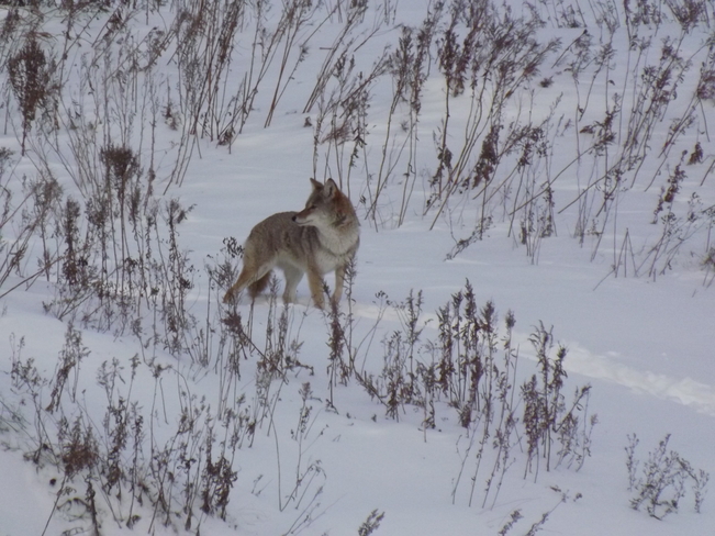 COYOTE in the CITY 901 Island Dr, Thunder Bay, ON P7C 5Z3, Canada
