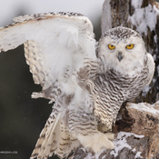 Becky the Snowy Owl