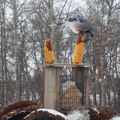 Blue Jay acrobatics to eat the corn