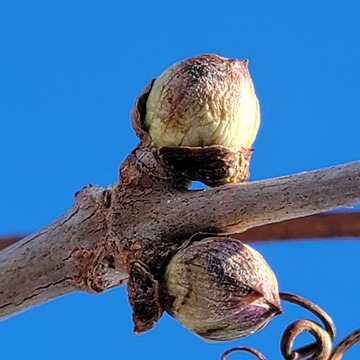 Buds on a cold winter day