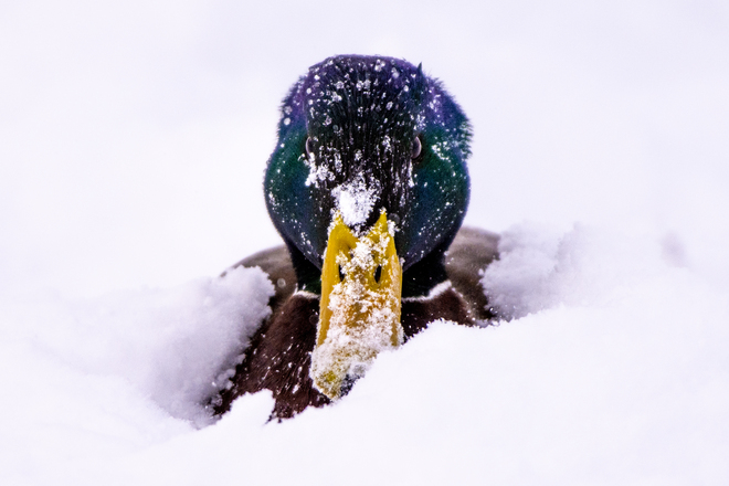 Mallard ducks Collingwood, ON