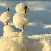 snow puffs