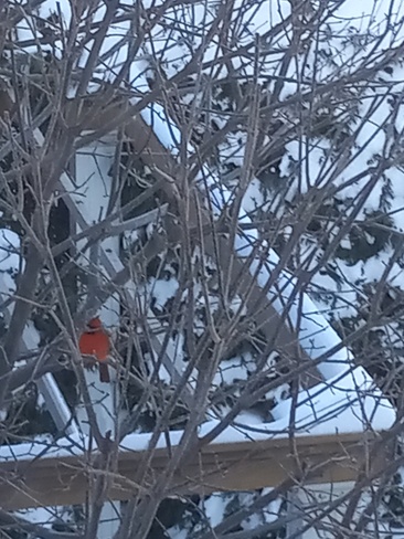Cardinal ce matin a Joliette a -32 Joliette, QC