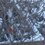 Cardinal ce matin a Joliette a -32
