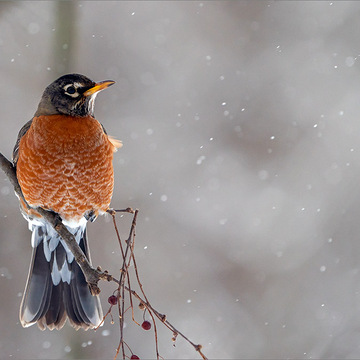 Snowy Robin