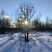 Sunny Tree