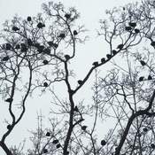 Starlings Gather in Winter