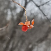 One red crabapple, a winter pop of colour in the forest