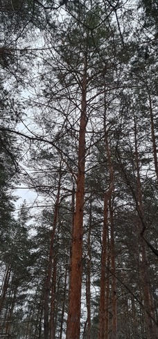 Red pines on my forest walk yesterday, so majestic... NCC Ottawa Ottawa, ON