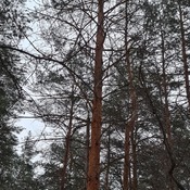 Red pines on my forest walk yesterday, so majestic... NCC Ottawa