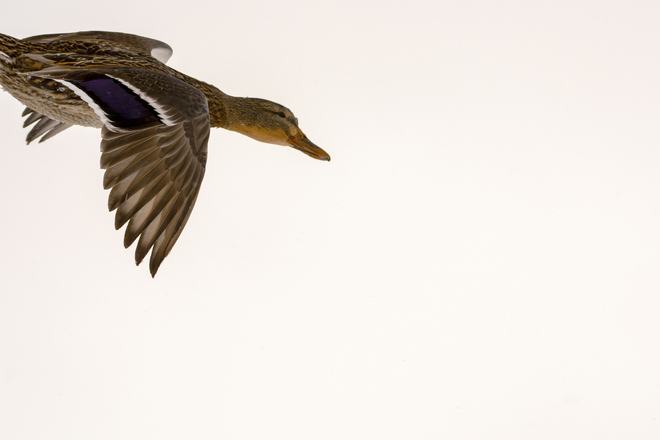 ducks in flight Collingwood, ON