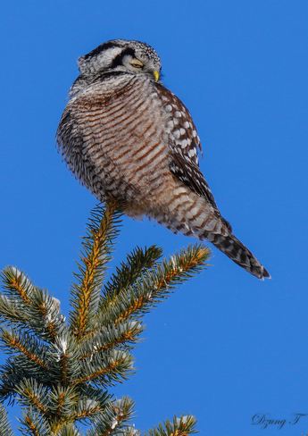 Northern Hawk-owl Ottawa, ON