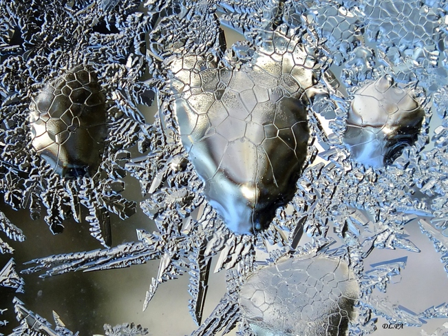 Gouttes d'eau gelées . Saint-André-de-Kamouraska, QC