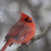 The Beauty of Cardinals