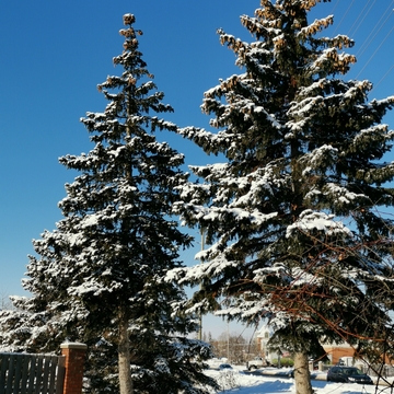 Jan 25 2022 -10C Picturesque -Second day of fresh snow. Sunny morning -Markham