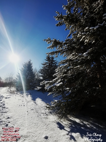 Jan 25 2022 -10C Picturesque -Second day of fresh snow. Sunny morning -Markham Markham, ON