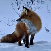 Red fox braving the cold