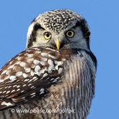 Northern Hawk Owl in Orleans, Ottawa