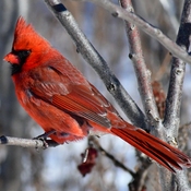 Cardinal and Beaver on Humber Bay
