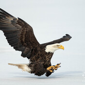 Coming in fast - Bald Eagle