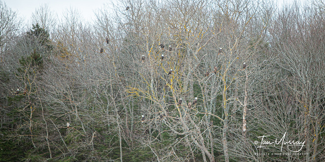 Bald Eagles in Trees P83C+C3 Bay View, NS, Canada