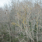 Bald Eagles in Trees