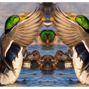 Photoshop mallard ducks