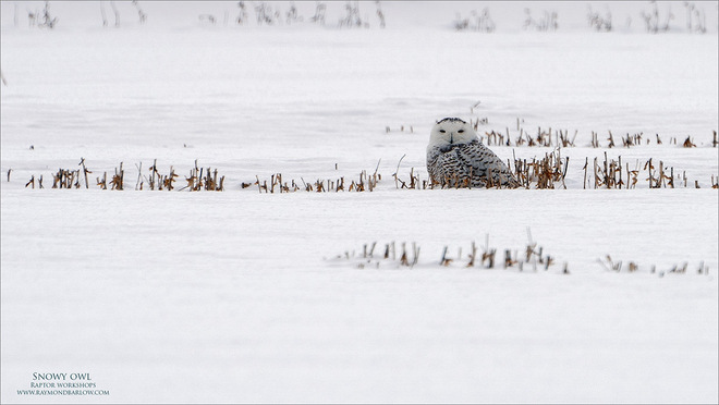 Snowy owl Niagara, ON