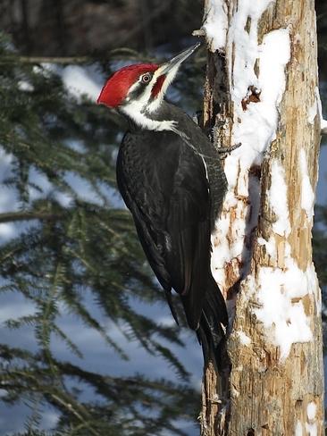 Male pileated woodpecker Kapuskasing, Ontario, CA