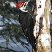 Male pileated woodpecker